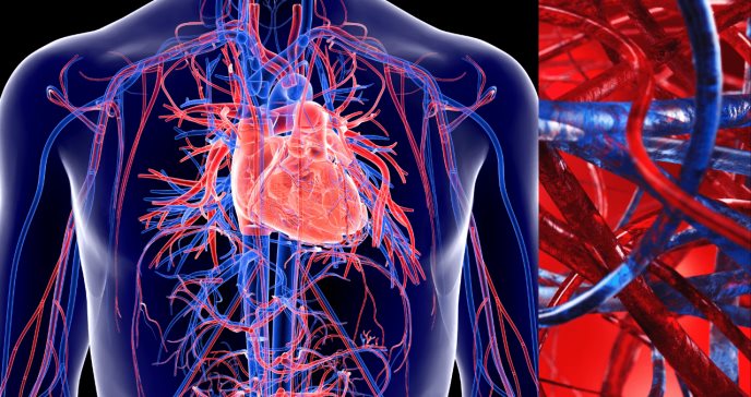 TMAO en las enfermedades cardiovasculares